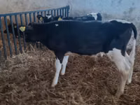 Toro, Ganado vacuno — foto 6