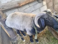 मेढ़ा, Blackheaded Persian sheep — फ़ोटो 4