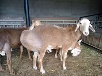 كبش, Arashan sheep — الصورة 3