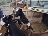बकरी, Alpine goat — फ़ोटो 3