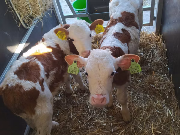 Bovinos (lote, sexo no especificado), Simmental cattle