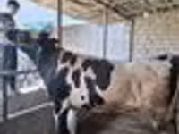Bulle, Russian Black pied cattle — Foto 8