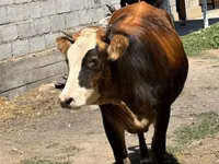 母牛, Swiss cattle — 照片 2
