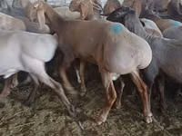 Carnero, Hissar sheep — foto 3