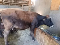 Vaca, Swiss cattle — foto 8