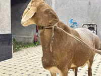 Ram, Sheep — photo 1