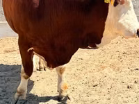 Toro, Simmental cattle — foto 6