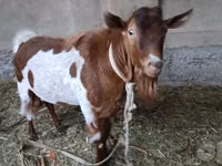 Ziegenbock, Alpine goat — Foto 2