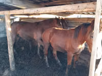 Pferde (Partie, Geschlecht nicht angegeben), Horse breed — Foto 2