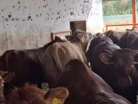 ثور, Simmental cattle — الصورة 6
