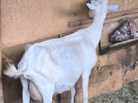 Goat, Alpine goat — photo 4