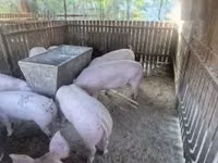 Säue, Schweine — Foto 2