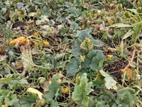 Продаю тыкву для животных — foto 2