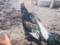 Chickens — Foto 1