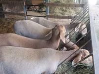 Schaf, Arashan sheep — Foto 4