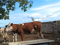 गाय, Simmental cattle — फ़ोटो 5