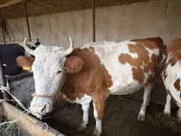 Sigir, Latvian Blue cattle — 1-rasm
