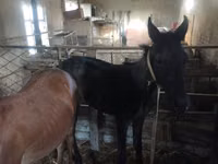 Caballo, Caballos — foto 5