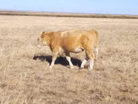 Bulle, Simmental cattle — Foto 1