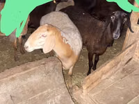 Schaf, Edilbay sheep — Foto 2
