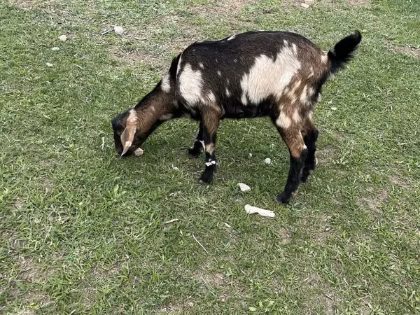 Ziege, Nubian Goat — Kasachstan
