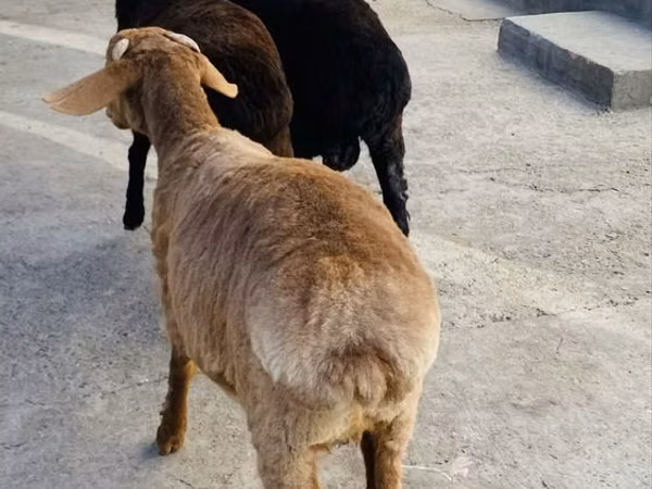 मेढ़ा, भेड़