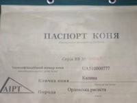 Stute, Orlov Trotter — Foto 4