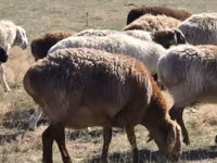 نعجة, Edilbay sheep — الصورة 1
