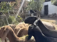 Schafe (Partie, Geschlecht nicht angegeben), Arashan sheep — Foto 3