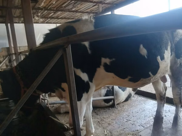 公牛, Russian Black pied cattle — 乌兹别克斯坦