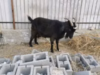 Ziege, Czech Brown Shorthaired goats — Foto 3