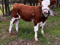 Bulle, Simmental cattle — Foto 1