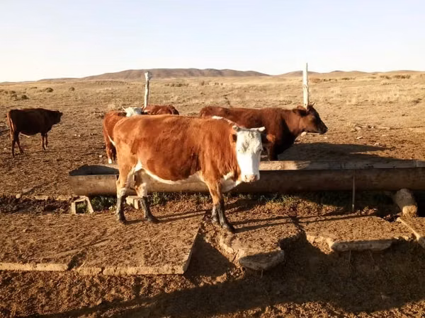 गाय, Simmental cattle — कज़ाखस्तान