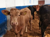 Qoramol (partiya, jinsi ko‘rsatilmagan), Simmental cattle — 4-rasm