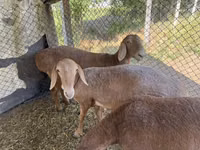 Schaf, Arashan sheep — Foto 3