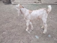 Ziegenbock, Nubian Goat — Foto 2
