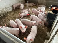 Schweine (Partie, Geschlecht nicht angegeben) — Foto 8
