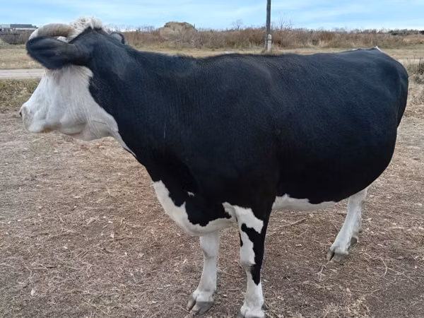 Сиыр, Russian Black pied cattle — Қазақстан