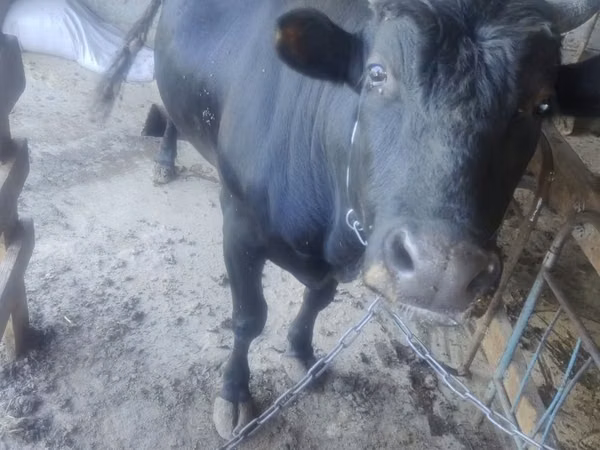 公牛, Cattle — 乌兹别克斯坦