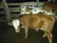 Bull, Simmental cattle — photo 5