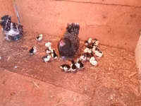 Chickens — photo 4