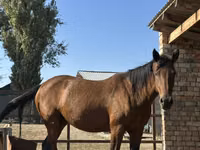 घोड़ी, Arabian horse — फ़ोटो 2