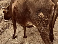 母牛, Cattle — 照片 3