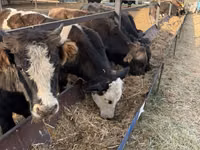 Toro, Swiss cattle — foto 4