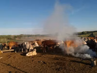 Sigir, Simmental cattle — 6-rasm