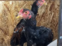 Chickens — Foto 6