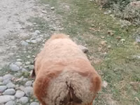 Schafe (Partie, Geschlecht nicht angegeben), Arashan sheep — Foto 4