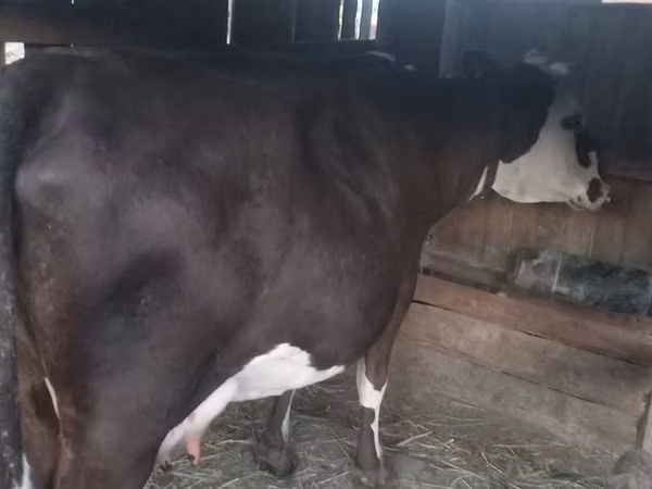 गाय, Latvian Blue cattle — कज़ाखस्तान
