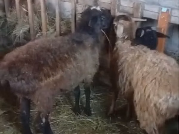 كبش, الأغنام — كازاخستان