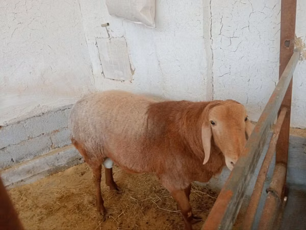 Widder, Arashan sheep — Usbekistan